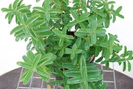 È conosciuto genericamente come erba di san giovanni. Expoplant Acquista Online Hypericum Calycinum Iperico Calicino