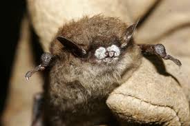 Woodruff drive, morganton, ga 30560 contacts. App State Funded To Study Rare Bats Along Blue Ridge Parkway Area Investigate Disease Appalachian Today