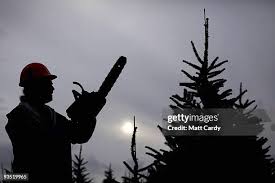 Brian Else prepares to cut down a tree at the Dartmoor Christmas Tree...  News Photo
