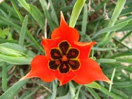 An elegant hypnotic winter tulip bouquet. Jerusalem Tulip The Jerusalem Tulip Boas Relacoes Jerusalem