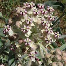 Woollypod Indian Milkweed Seeds Asclepias Eriocarpa For Monarchs Milkweed Seeds Asclepias Milkweed Plant