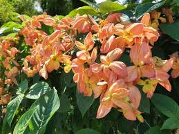 Image result for Mussaenda rivularis