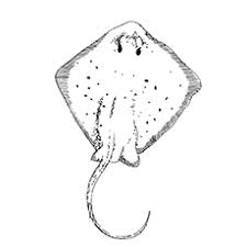 Free coloring pages for adults to print and download. Top 10 Free Printable Stingray Coloring Pages Online