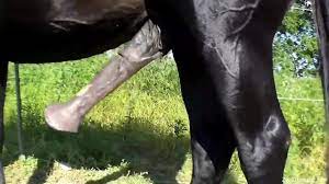 Incredible horsecock is very hot to look at in HD