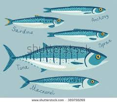 Fish Collection For Conservation In Flat Style Set With Anchovy Sardine Sprat Tuna And Mackerel Fishes For Preservation Sea F Fish Illustration Fish Vector