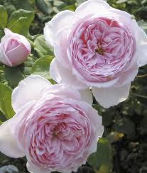 Unser spektrum reicht von der planung und gestaltung über die pflege der gartenanlagen bis hin zu pflasterungen, zaunbau und winterdienst. Gartentraume Rosenhof Odendahl