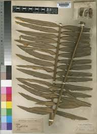 Image result for Blepharis burundiensis