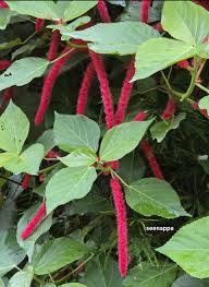 Image result for Thelepogon