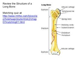 Quizzes on human skeletal system anatomy, bone anatomy, and bone markings. Skeletal System Ppt Video Online Download