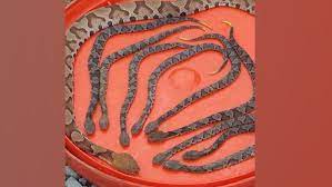 Maybe you would like to learn more about one of these? Beware Copperhead Snake Birthing Season Is September 5newsonline Com