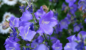 The 6 best options for balloon delivery in toronto. Anna S Pick Balloon Flower Toronto Botanical Garden
