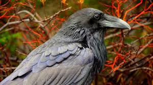 Untuk burung juara ataupun burung yang sudah prestasi tidak kami sertakan karena harganya selain itu harga burung di setiap daerah juga berbeda beda. 15 Arti Mimpi Burung Gagak Tak Melulu Pertanda Buruk Ragam Bola Com