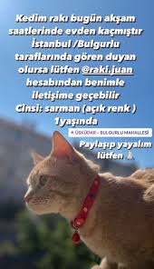Sarman Kedi Besleyenler
