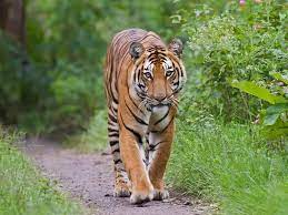 Read about the endangered animals in india. Top 10 Most Endangered Wild Animals Names In India 2021
