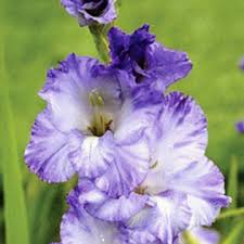 Image result for Gladiolus decoratus