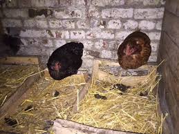 Avoir Des Poules Pondeuses Ce Qu Il Faut Savoir Poule Pondeuse Pondeuse Avoir Des Poules