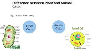 Check spelling or type a new query. Difference Between Plant And Animal Cells By Jamela Armstrong