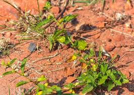 Image result for Waltheria indica