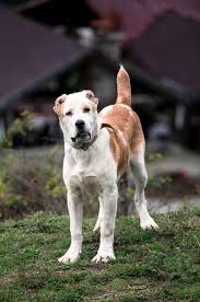 The length of muzzle is less than 1/2 the length of head, but more than a 1/3. 1 318 Young Alabai Dog Photos Free Royalty Free Stock Photos From Dreamstime