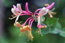 Image result for Pavetta crassipes