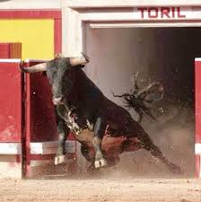Pin By Jose Chavez On Toros Bull Painting Bull Images Horse Inspiration