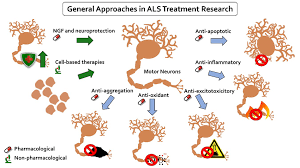 Amyotrophic lateral sclerosis (als), also known as lou gehrig's disease, is a progressive neurological disease that destroys nerve cells and causes disability. Overview Of Main Approaches To Als Treatment The Therapies Studied Can Download Scientific Diagram