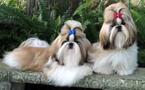 Check out the trait, size, life span, health issues, all facts of ♦ shih tzu breeders in texas. 55 Shih Tzu Liver Line White L2sanpiero