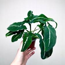 Image result for Grona stolzii