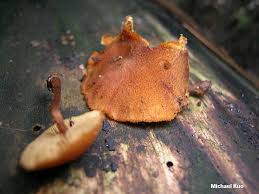 Image result for Gymnosporia pubescens