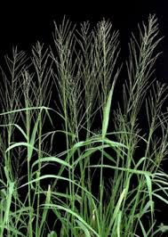 Image result for Lipocarpha chinensis