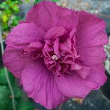 Image result for Hibiscus syriacus ´Pink Chiffon