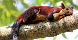 The Indian Giant Squirrel Commonly Known As The Malabar Giant Squirrel Is A Large Bodied Tree Squirrel Endemic To T Giant Squirrel Cute Animals Cute Squirrel
