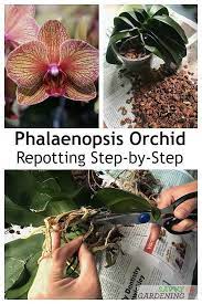 Phalaenopsis Orchid Repotting The Step By Step Process Repotting Orchids Phalaenopsis Orchid Orchid Care