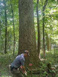 Curtis Gates Lloyd WMA — Old-Growth Forest Network