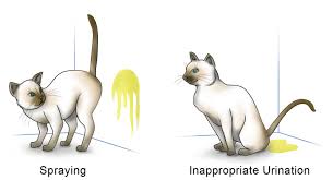 Maybe you would like to learn more about one of these? Why Do Cats Spray