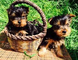 Learn more about yorkshire terrier national rescue inc. Two Cute Teacup Yorkie Puppies For Free To A Good Home For Sale In Columbus Ohio Classified Americanlisted Com