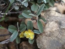 Image result for Melhania prostrata