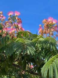 Image result for Albizia