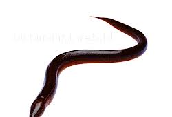 Percaya atau tidak, itu tergantung dari penilaian orang dan pribadi diri kita sendiri yakni orang yang. Angka Mimpi Belalang Versi Erek Erek 2d 3d 4d Buku Mimpi