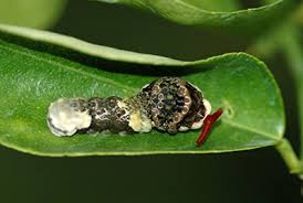Check spelling or type a new query. The Bird Poop Caterpillar Scott Arboretum
