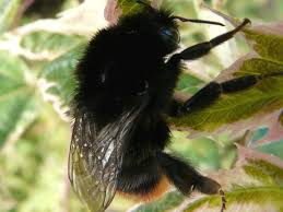 Females are the only ones who can sting, the males are not equipped with stingers. Red Tailed Bumblebee Norfolk Wildlife Trust