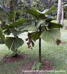 Image result for Licuala grandis