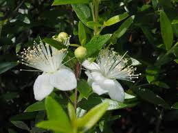 Image result for Myrtus communis