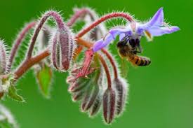 Learn what makes a flower bee friendly and what to add to your garden to keep bees happy and healthy. Five Plants For Bees Richard Jackson Garden