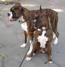The top countries of supplier is china, from which the. Boxer