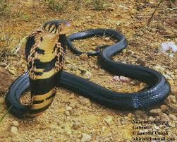 Desde este miércoles está habilitada la inscripción para el programa de recuperación productiva (repro 2). Naja Melanoleuca The Reptile Database