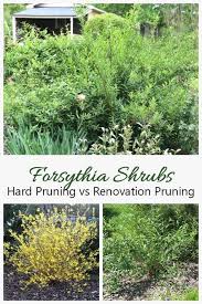 Renovation Pruning For Overgrown Forsythia Vs Hard Pruning Forsythia Pruning Forsythia Garden Shrubs Shrubs