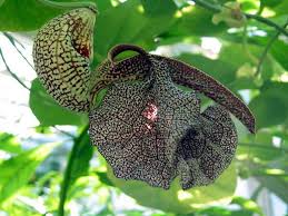 Image result for Aristolochia albida