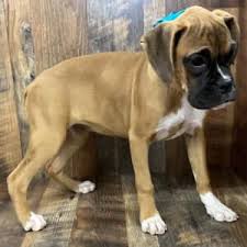 Although the exact origin of the name boxer is obscure, it may have been derived from the german boxl. Meet Crystal She Is The True Friend Boxer Puppies For Sale Facebook