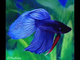 Hotels near sri nakhon khuean khan park and botanical garden. Fish Siamese Fighting Fish Setups Call Now For Sale In Sydney Best Pets Sydney Nsw Noah S Ark Pets Sydney Nsw